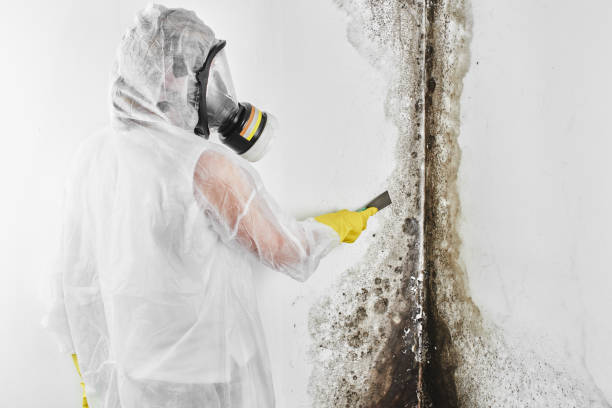 Best Best Mold Removal Companies  in Prospect Rk, PA