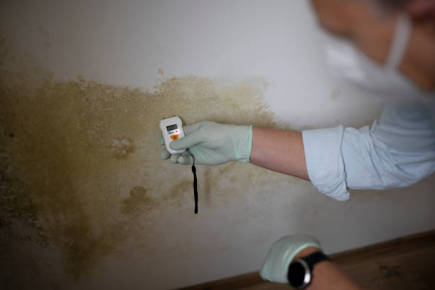 Best Commercial Mold Removal  in Prospect Rk, PA