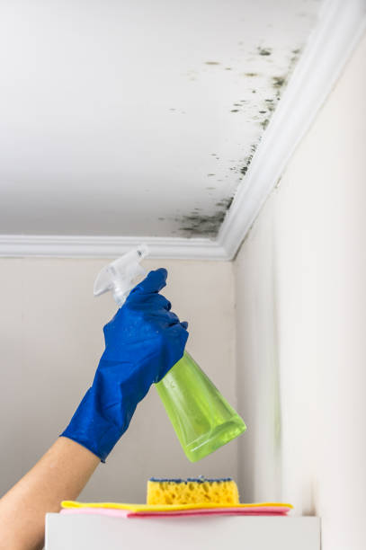 Professional Mold Removal in Prospect Park, PA