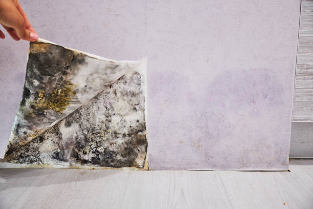 Best Mold Cleaning Services  in Prospect Rk, PA